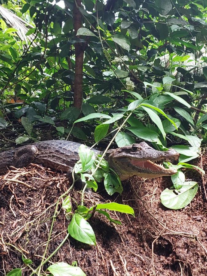 Casa Caribe Bed and Breakfast Tortuguero Buitenkant foto