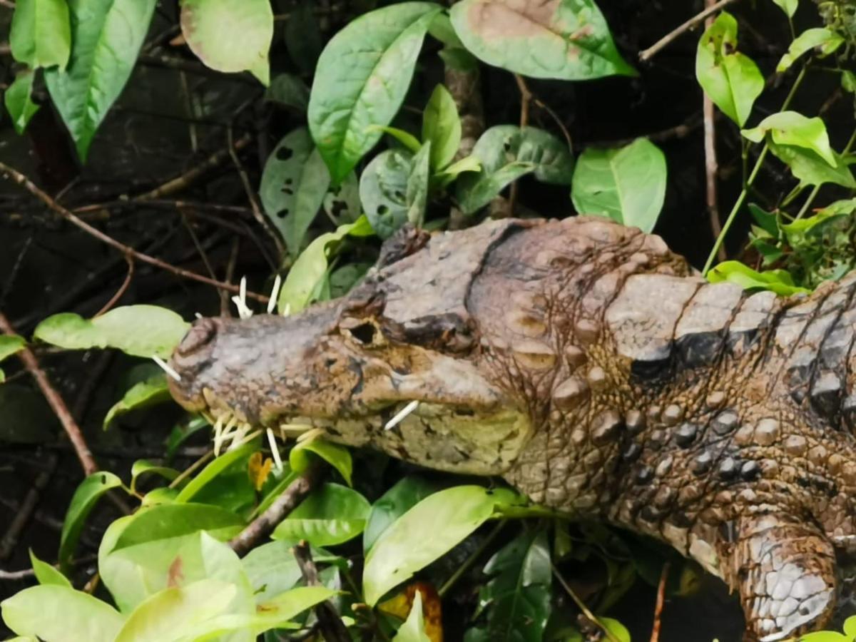 Casa Caribe Bed and Breakfast Tortuguero Buitenkant foto